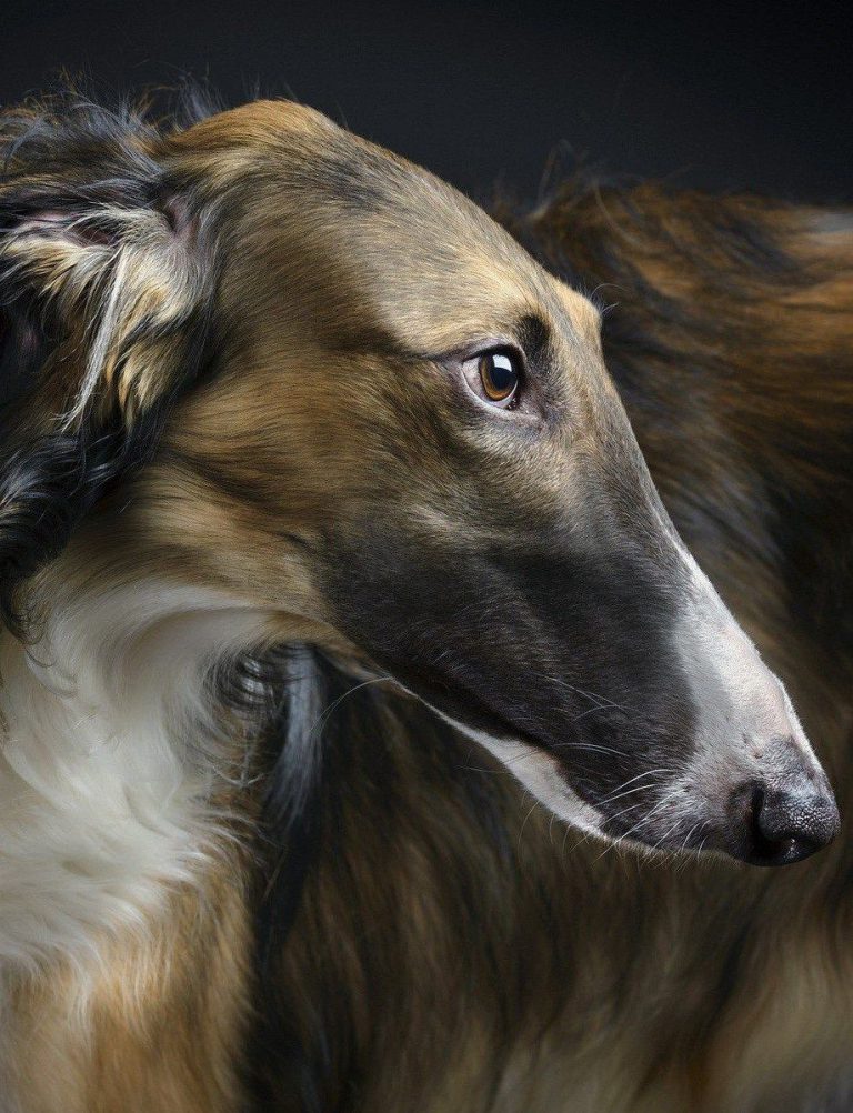 Lustige Hunde Bilder Mit Text Für Facebook