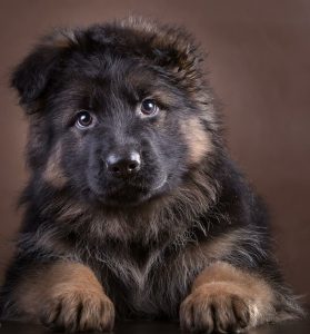 Lustige Hunde Bilder Mit Text Für Whatsapp