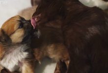 Bild von Lustige Hunde Bilder Mit Text Kostenlos bilder fürs handy