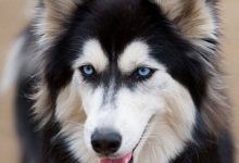 Bild von Lustige Hunde Bilder Zum Geburtstag bilder fürs handy