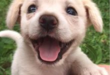 Bild von Lustige Hunde Bilder Zum Geburtstag Für Whatsapp bilder fürs handy