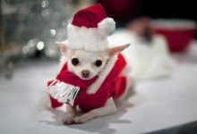 Bild von Lustige Hunde Bilder Zum Geburtstag Kostenlos bilder fürs handy