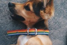 Bild von Lustige Hunde Bilder Zum Geburtstag Kostenlos Herunterladen bilder fürs handy