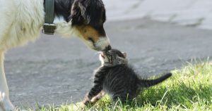 Lustige Hunde Und Katzen Bilder Für Facebook 300x158 - Kleine Braune Hunderassen