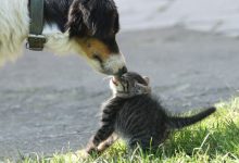 Bild von Lustige Hunde Und Katzen Bilder Für Facebook bilder fürs handy