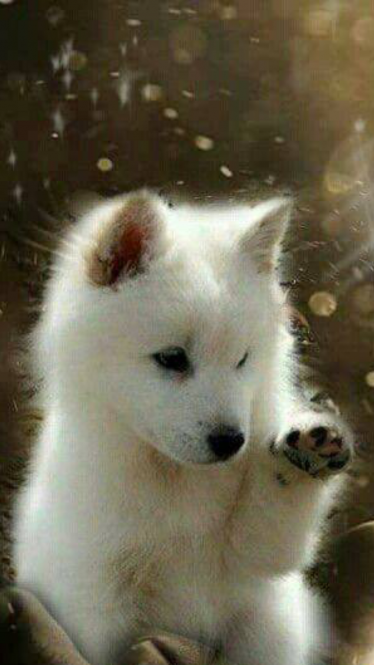 Lustige Hunde Und Katzen Bilder Für Whatsapp