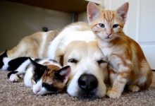 Bild von Lustige Hunde Und Katzen Bilder Kostenlos bilder fürs handy