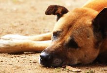 Bild von Lustige Hundebilder Hund bilder fürs handy