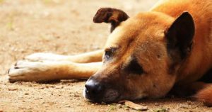 Lustige Hundebilder Hund 300x158 - Hunde Bilder Zum Drucken Für Whatsapp