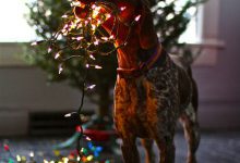 Bild von Lustige Hundebilder Hund Für Facebook bilder fürs handy