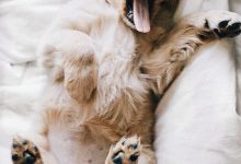 Bild von Lustige Hundebilder Hund Für Whatsapp bilder fürs handy