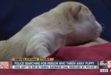 Bild von Lustige Hundebilder Hund Kostenlos Herunterladen bilder fürs handy