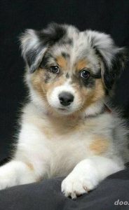 Lustige Hundebilder Kostenlos 184x300 - Lustige Hunde Bilder Mit Text Für Facebook