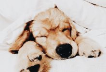 Bild von Lustige Hundefotos bilder fürs handy