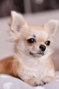 Lustige Hundefotos Kostenlos 200x300 - Hunde Bilder Mit Sprüchen