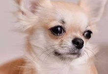 Bild von Lustige Hundefotos Kostenlos bilder fürs handy