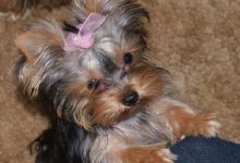 Bild von Lustige Hundefotos Mit Sprüchen bilder fürs handy