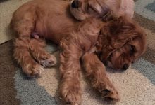 Bild von Lustige Hundewelpen Bilder fürs handy