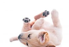 Bild von Lustige Hundewelpen Bilder Für Facebook bilder fürs handy