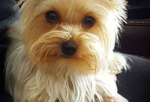 Bild von Lustige Hundewelpen Bilder Für Whatsapp bilder fürs handy