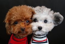 Bild von Lustige Hundewelpen Bilder Kostenlos bilder fürs handy