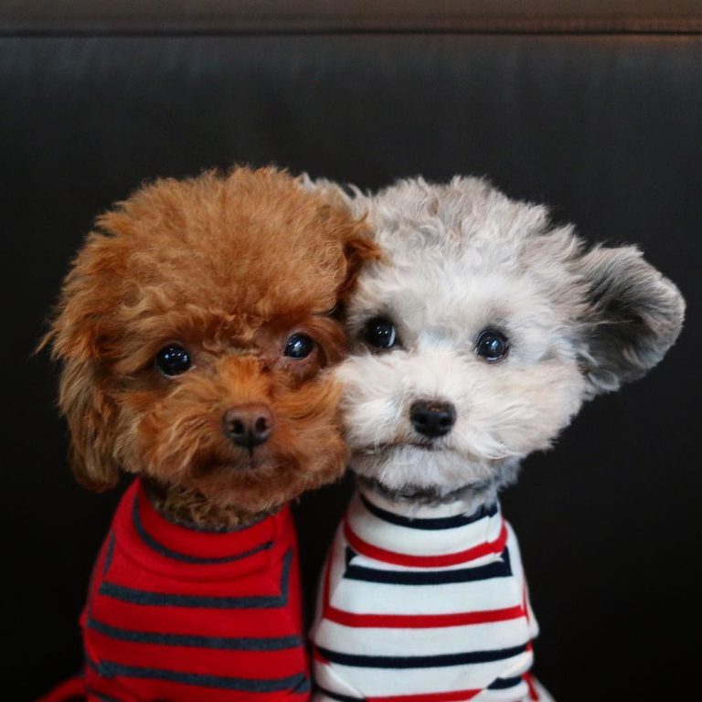 Lustige Hundewelpen Bilder Kostenlos