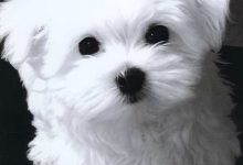 Bild von Lustige Hundewelpen Bilder Kostenlos Herunterladen bilder fürs handy