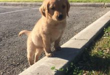 Bild von Lustige Tierbilder Hunde bilder fürs handy