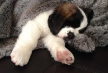 Bild von Lustige Tierbilder Hunde Für Facebook bilder fürs handy