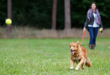 Bild von Lustige Tierbilder Hunde Für Whatsapp bilder fürs handy