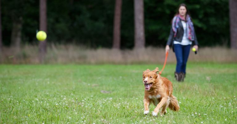 Lustige Tierbilder Hunde Für Whatsapp
