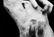 Bild von Lustige Tierbilder Hunde Kostenlos bilder fürs handy