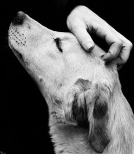 Lustige Tierbilder Hunde Kostenlos 262x300 - Suche Hund