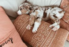 Bild von Lustige Tierbilder Hunde Kostenlos Herunterladen bilder fürs handy