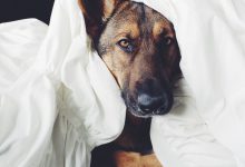 Bild von Lustige Weihnachtsbilder Mit Hunden Für Facebook bilder fürs handy