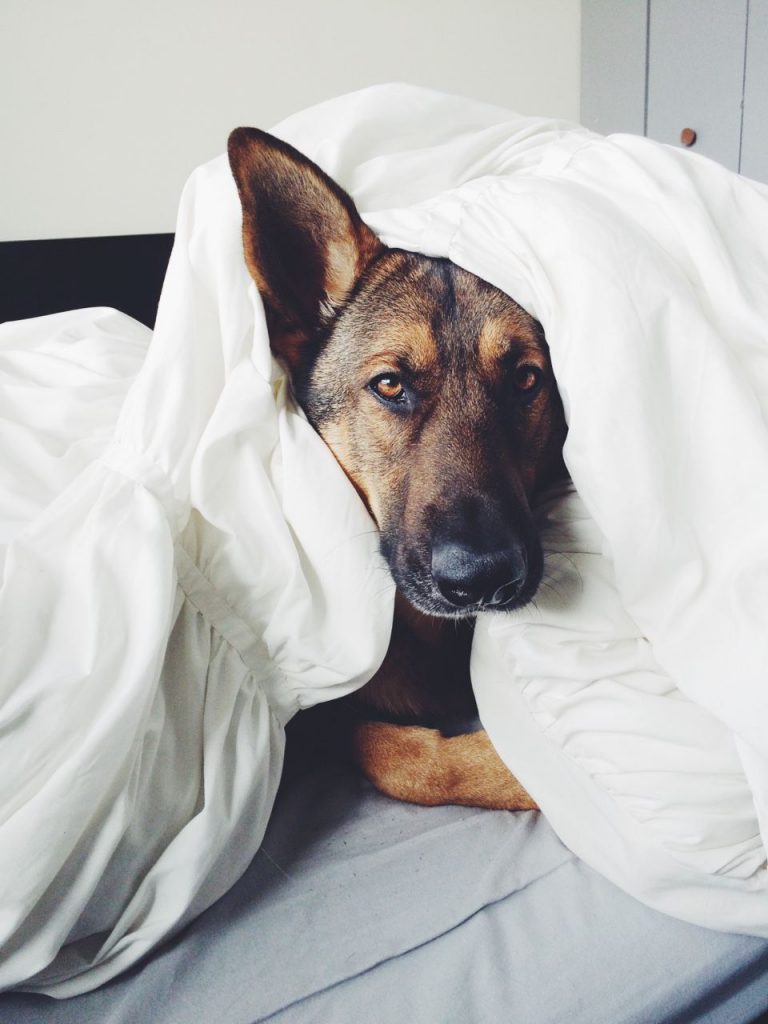 Lustige Weihnachtsbilder Mit Hunden Für Facebook