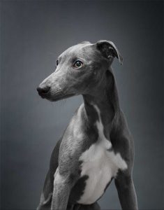 Lustige Welpenbilder Für Whatsapp 235x300 - Hunde Alle Rassen