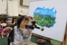 Bild von Lustiger Hund bilder fürs handy