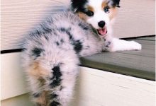 Bild von Lustiger Hund Bild bilder fürs handy