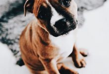 Bild von Lustiges Bild Hund bilder fürs handy