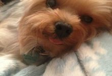 Bild von Läufigkeit Hund bilder fürs handy