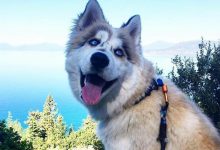 Bild von Mal Bilder Hunde bilder fürs handy