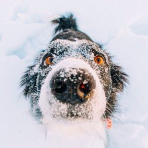 Mal Bilder Hunde Für Facebook 300x300 - Terrier Repräsentative Arten