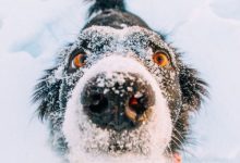Bild von Mal Bilder Hunde Für Facebook bilder fürs handy