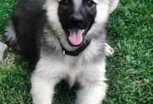 Bild von Mal Bilder Hunde Für Whatsapp bilder fürs handy