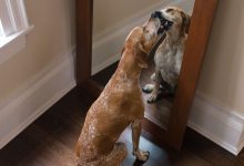 Bild von Mal Bilder Hunde Kostenlos bilder fürs handy