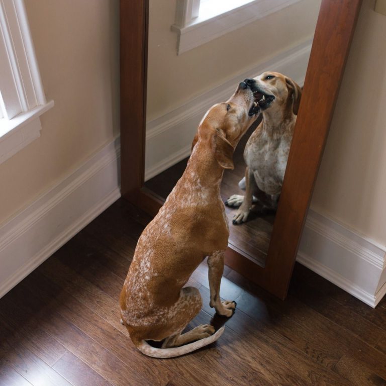 Mal Bilder Hunde Kostenlos