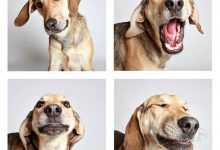 Bild von Mal Bilder Hunde Kostenlos Herunterladen bilder fürs handy