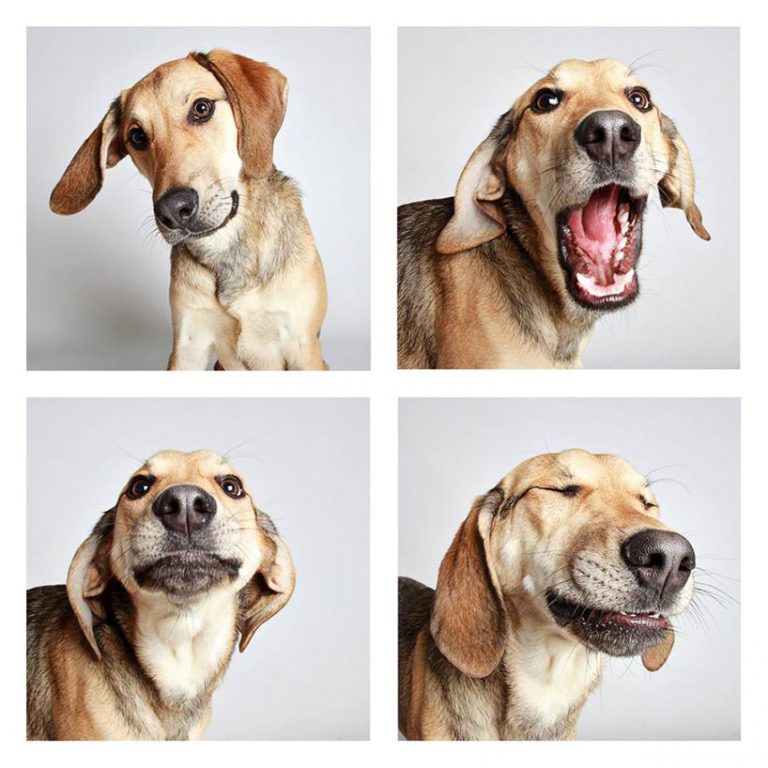 Mal Bilder Hunde Kostenlos Herunterladen