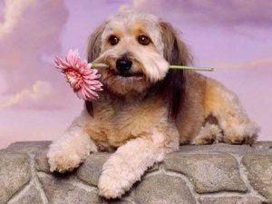 Malteser Hund Ähnliche Rassen 300x225 - Süße Hunde Bilder Kostenlos Herunterladen